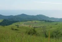 Kawasan Peternakan Sapi di Tanjung Bunga, Kabupaten Flores Timur