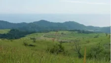 Kawasan Peternakan Sapi di Tanjung Bunga, Kabupaten Flores Timur