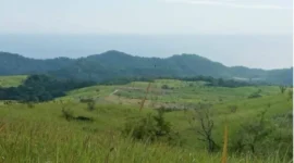 Kawasan Peternakan Sapi di Tanjung Bunga, Kabupaten Flores Timur