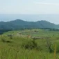 Kawasan Peternakan Sapi di Tanjung Bunga, Kabupaten Flores Timur