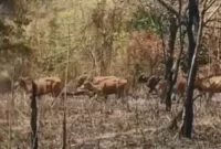 Keterangan Foto: Lokasi Sentra Sapi Wulo Kolo, Kecamatan Tanjung Bunga, Flores Timur, yang sebelumnya mengalami kebakaran pakan ternak beberapa pekan lalu. Berdasarkan temuan di lapangan, sapi yang baru tiba di Flores Timur ditempatkan di lokasi tersebut.