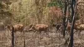 Keterangan Foto: Lokasi Sentra Sapi Wulo Kolo, Kecamatan Tanjung Bunga, Flores Timur, yang sebelumnya mengalami kebakaran pakan ternak beberapa pekan lalu. Berdasarkan temuan di lapangan, sapi yang baru tiba di Flores Timur ditempatkan di lokasi tersebut.
