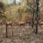Keterangan Foto: Lokasi Sentra Sapi Wulo Kolo, Kecamatan Tanjung Bunga, Flores Timur, yang sebelumnya mengalami kebakaran pakan ternak beberapa pekan lalu. Berdasarkan temuan di lapangan, sapi yang baru tiba di Flores Timur ditempatkan di lokasi tersebut.